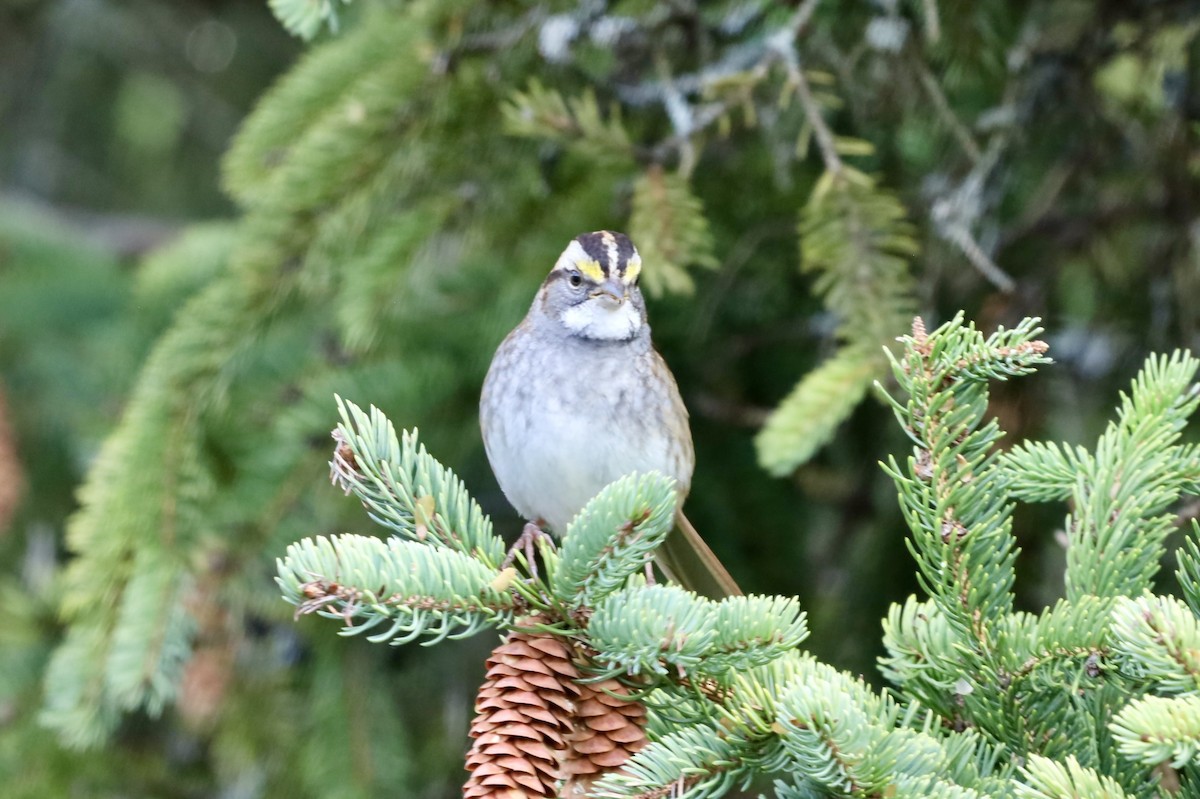 White-throated Sparrow - ML642068274