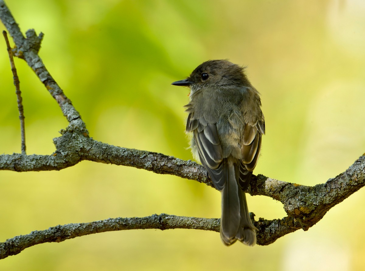 Eastern Phoebe - ML642068275