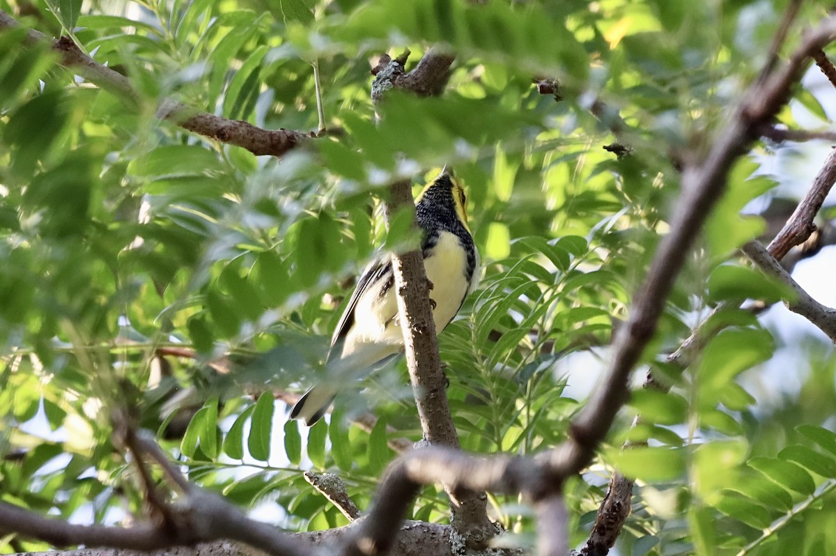 Black-throated Green Warbler - ML642068305