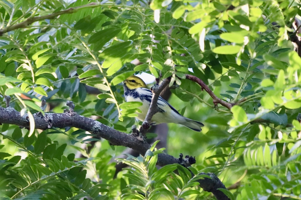 Black-throated Green Warbler - ML642068306