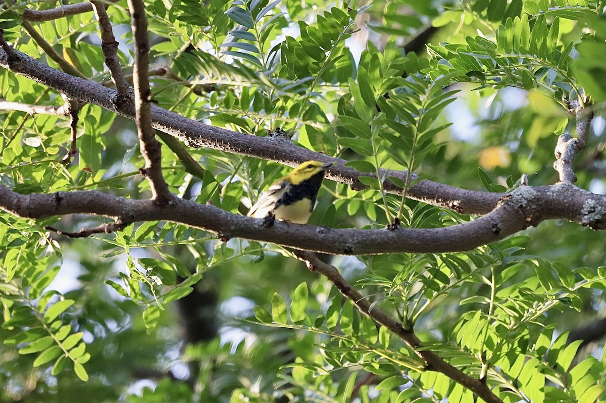 Black-throated Green Warbler - ML642068307