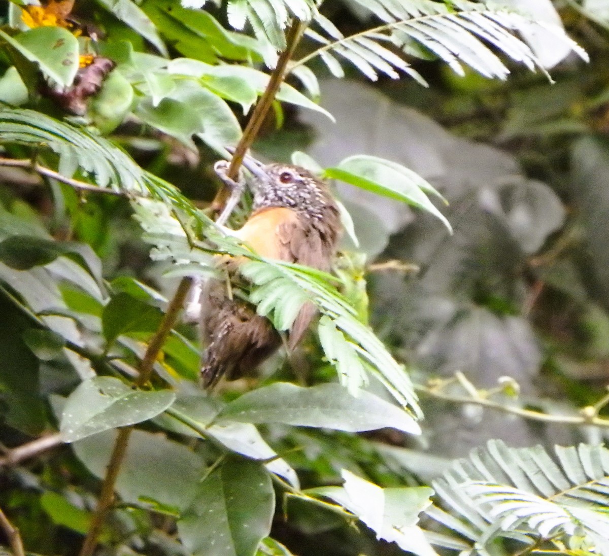 Rufous-breasted Wren - ML642068308