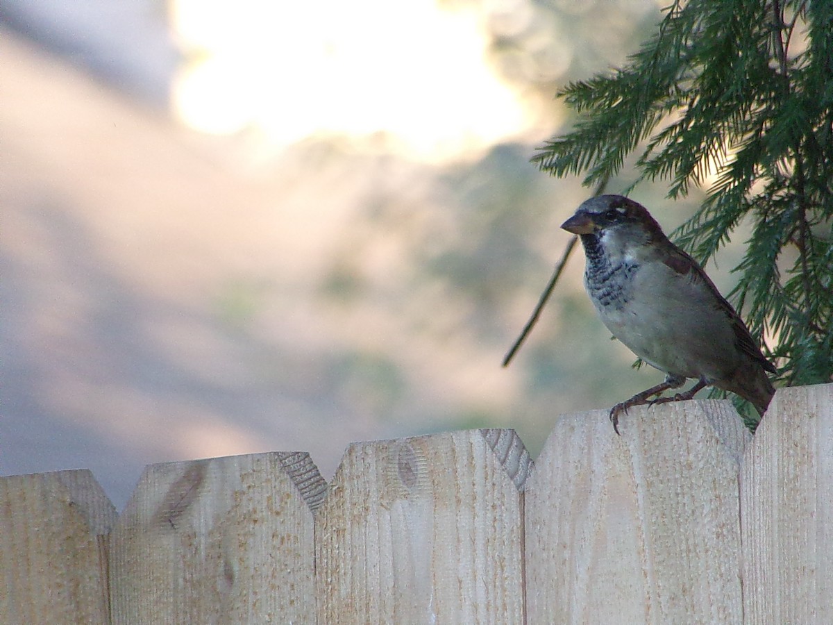 House Sparrow - ML642068310