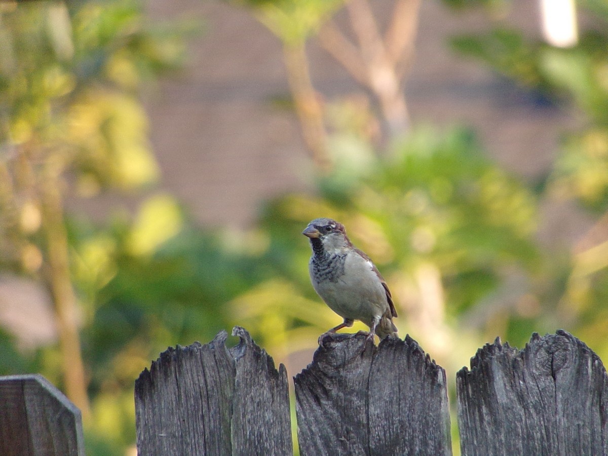 House Sparrow - ML642068311
