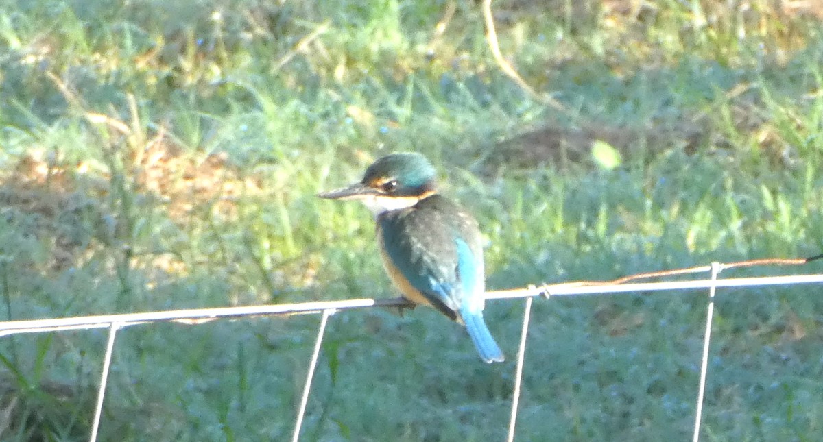 Sacred Kingfisher (Australasian) - ML642068316