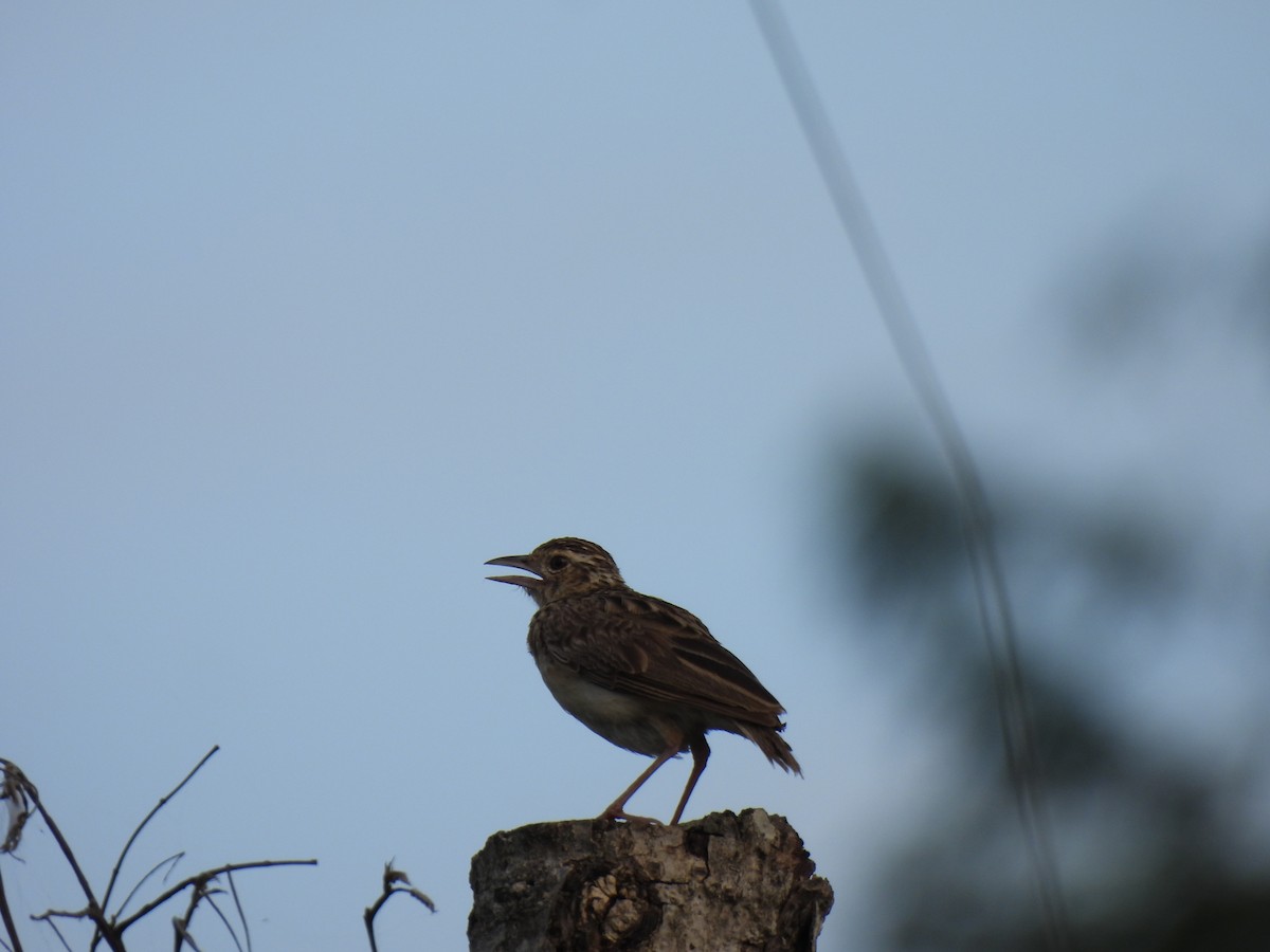 Jerdon's Bushlark - ML642068317