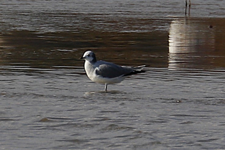 Sabine's Gull - ML642068328
