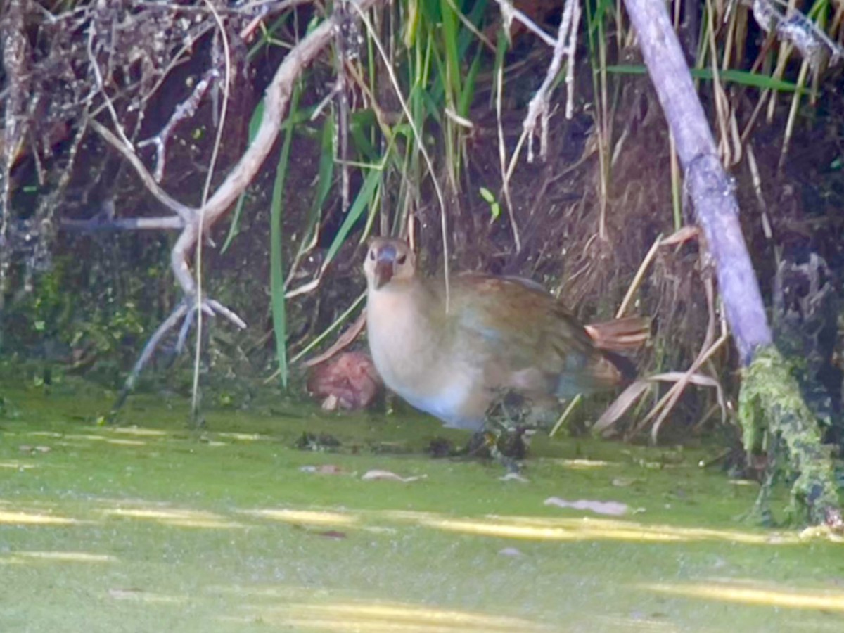 Purple Gallinule - ML642068331