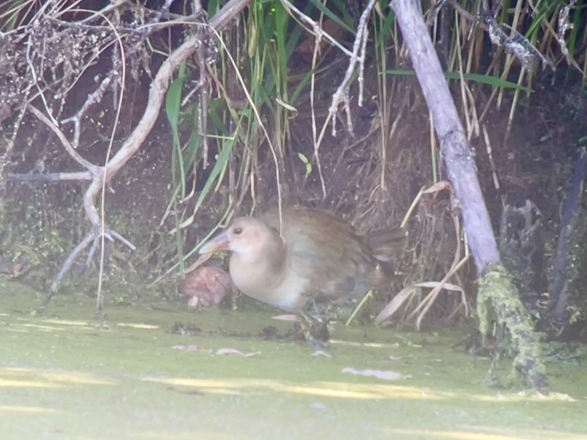 Purple Gallinule - ML642068332