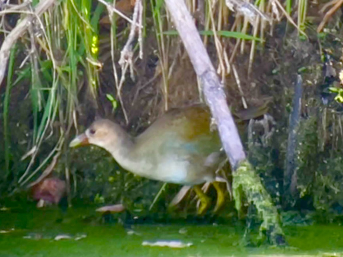 Purple Gallinule - ML642068333