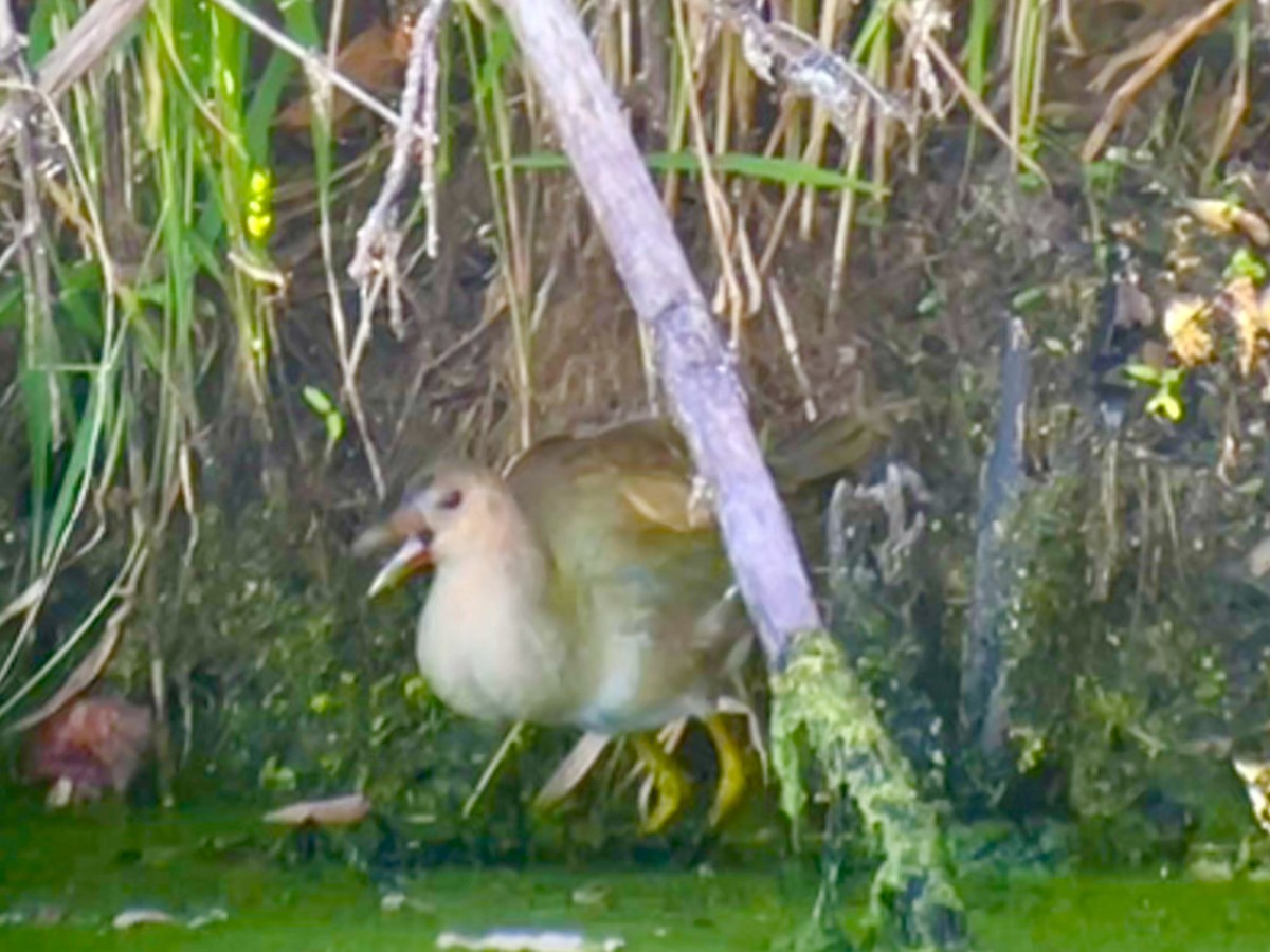 Purple Gallinule - ML642068334