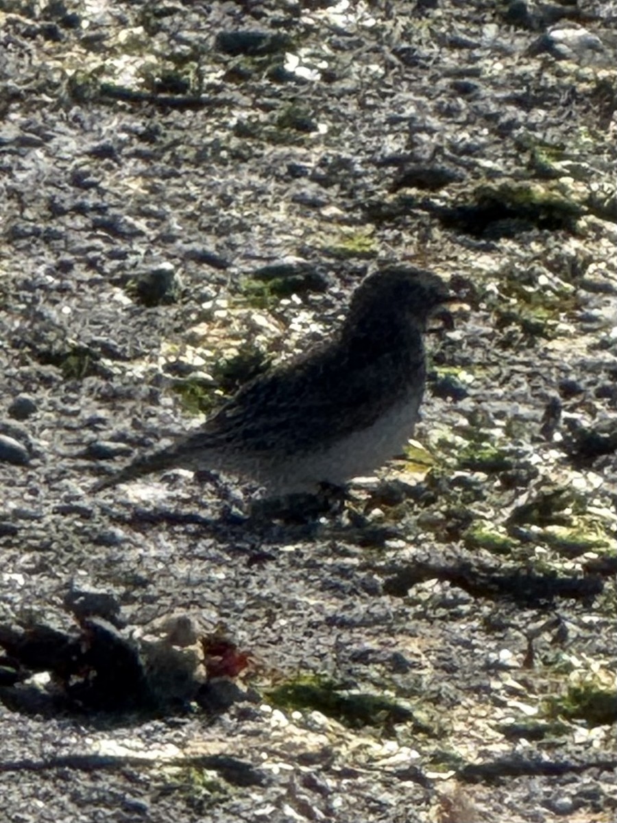 Horned Lark - ML642068340