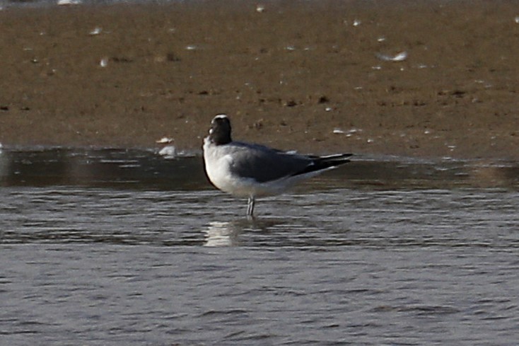 Sabine's Gull - ML642068342