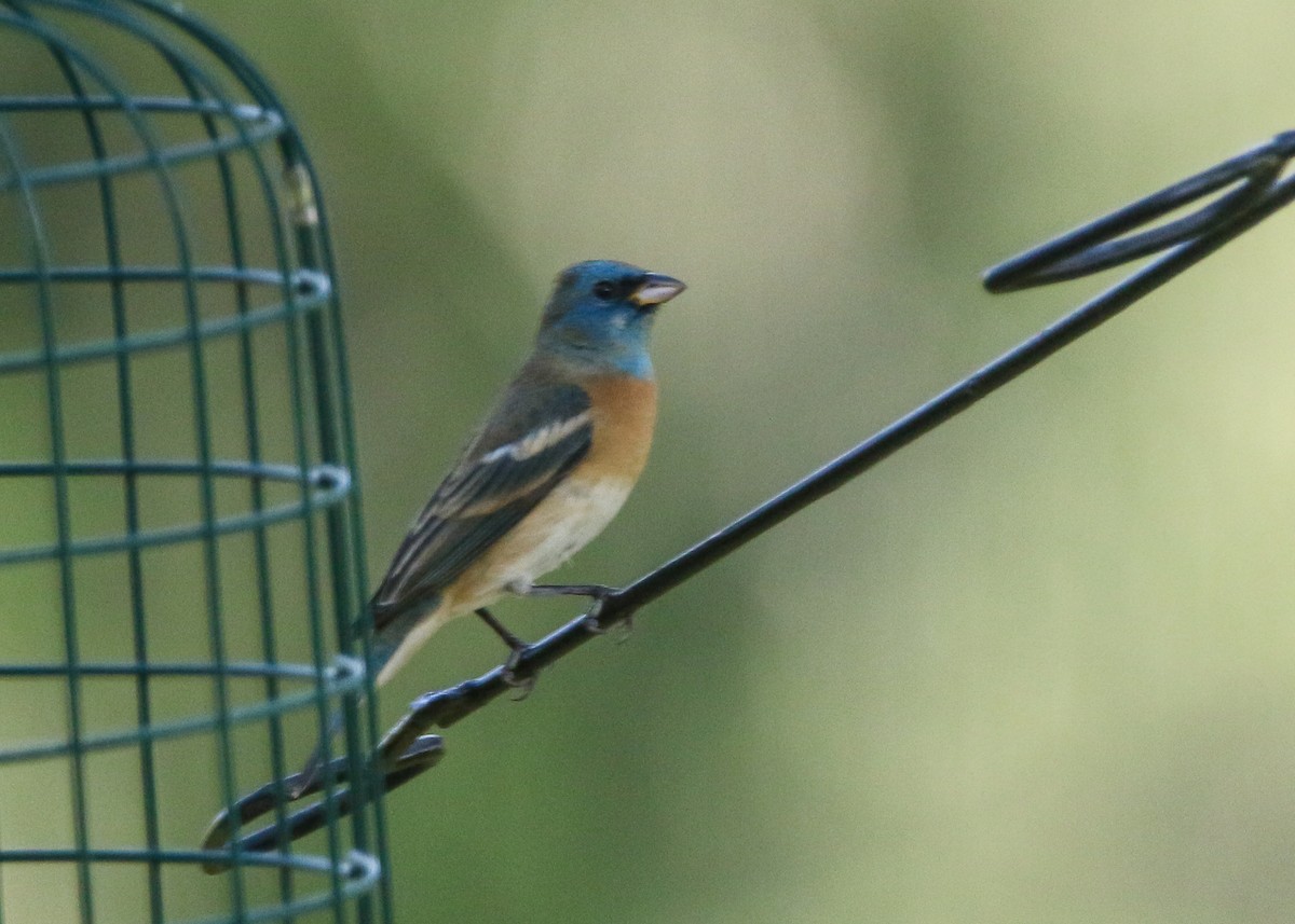 Lazuli Bunting - ML642068343
