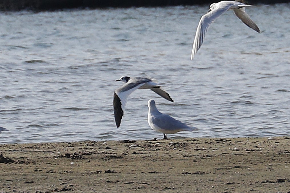 Sabine's Gull - ML642068348