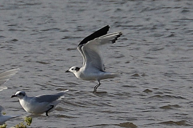 Sabine's Gull - ML642068359