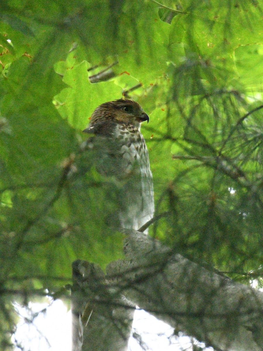 Cooper's Hawk - ML642068360