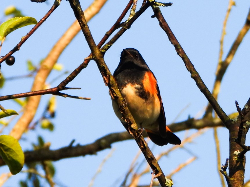 American Redstart - ML642068361