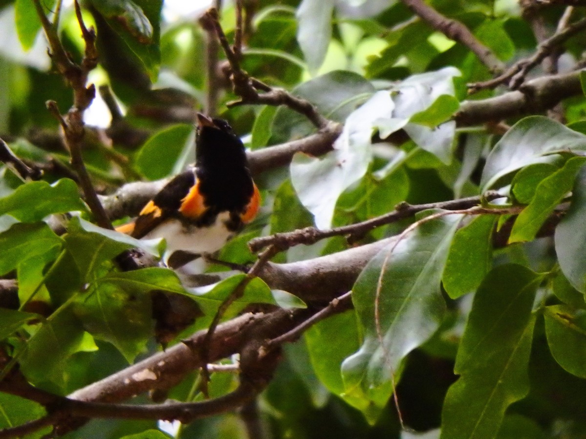 American Redstart - ML642068362