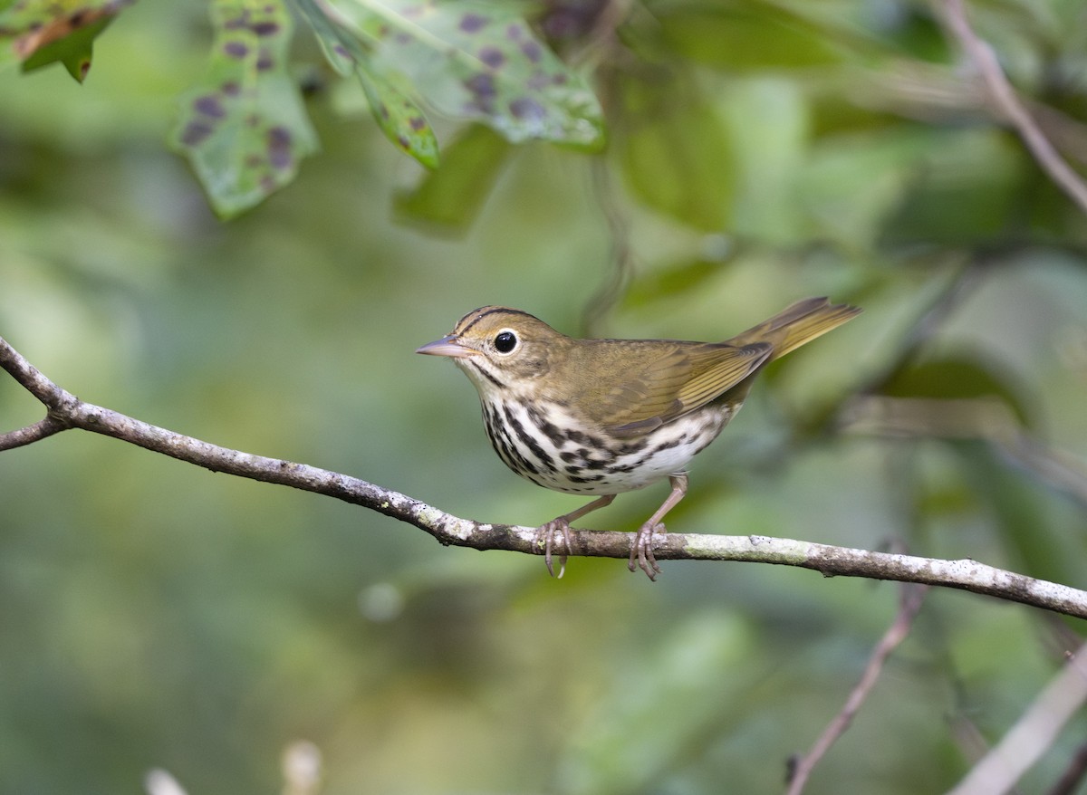 Ovenbird - ML642068365