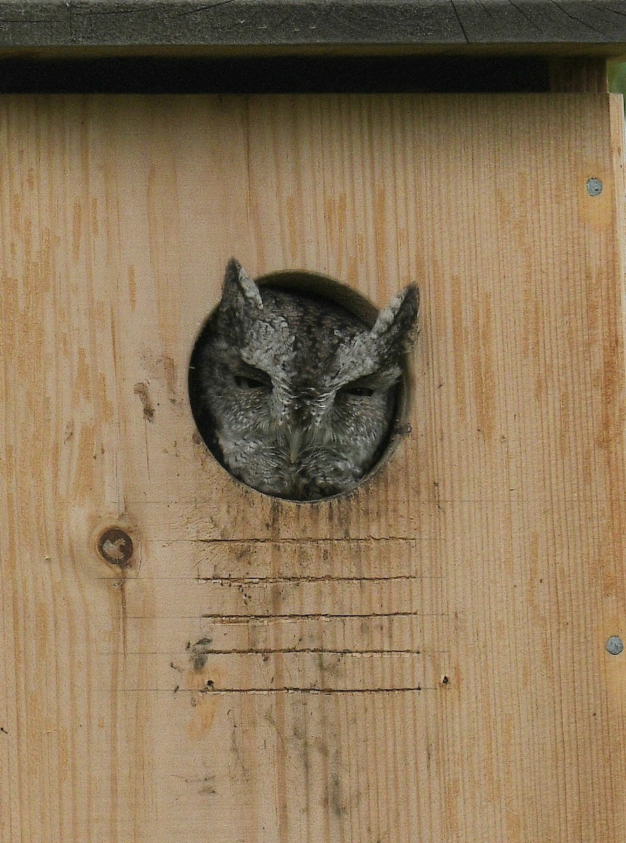 Eastern Screech-Owl - ML642068366