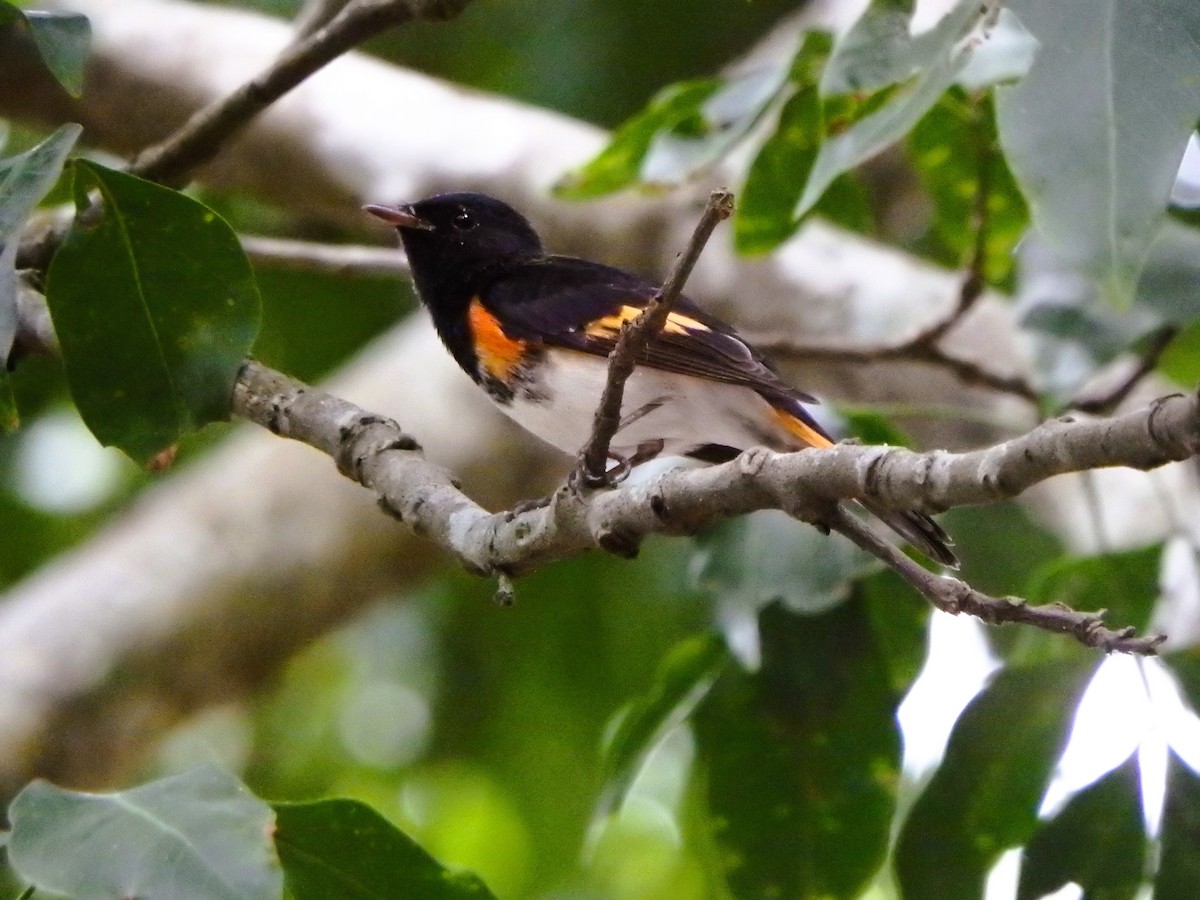 American Redstart - ML642068367