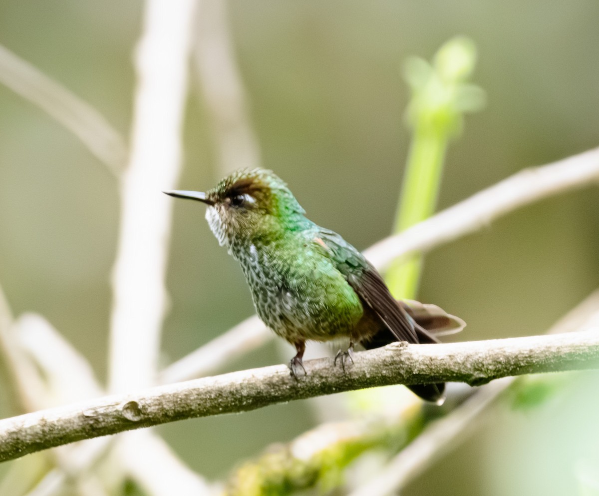Mountain Avocetbill - ML642068368
