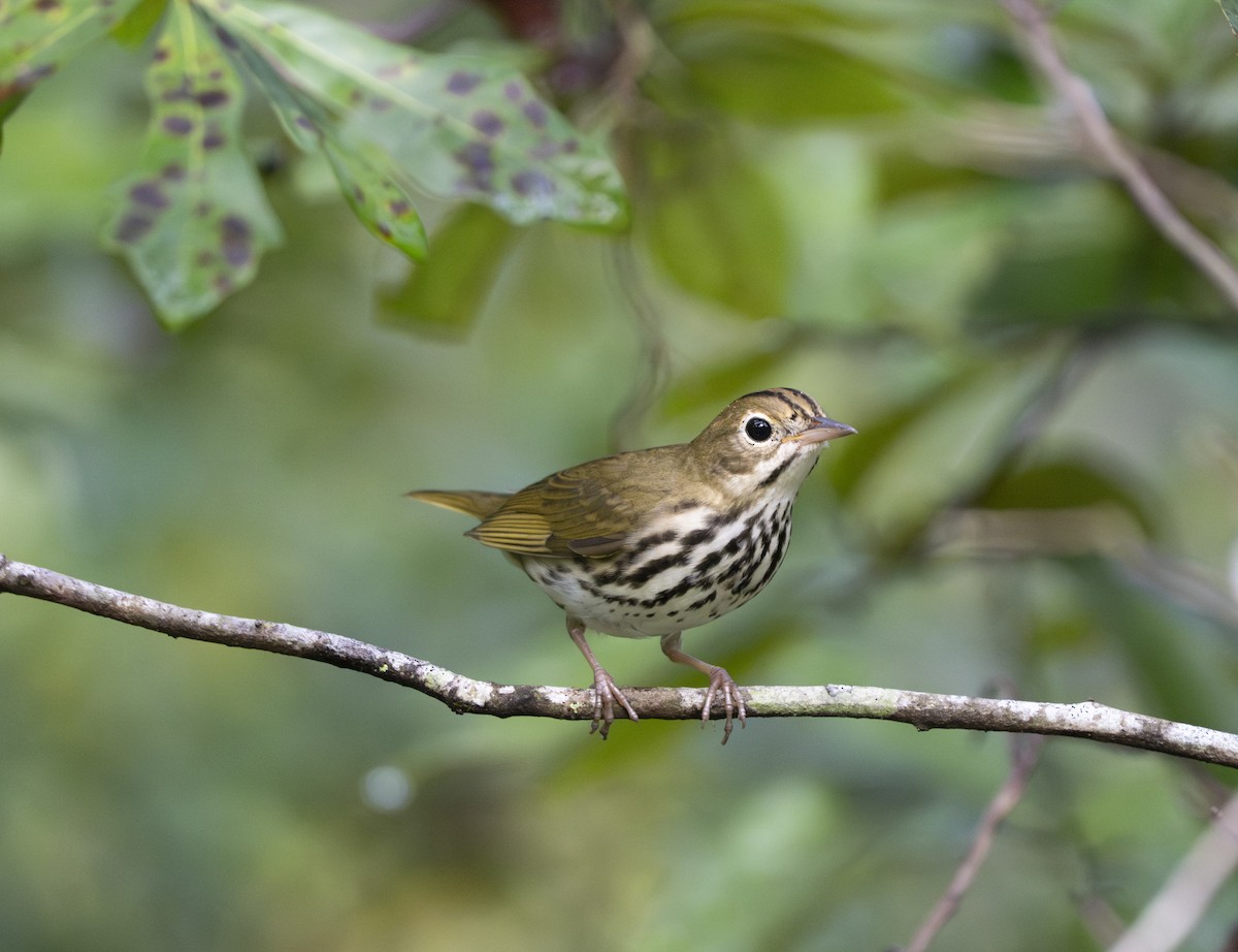 Ovenbird - ML642068370