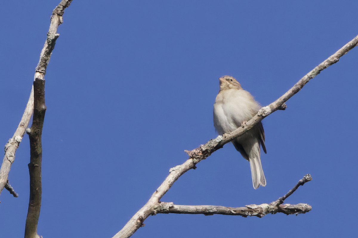 Chipping Sparrow - ML642068371