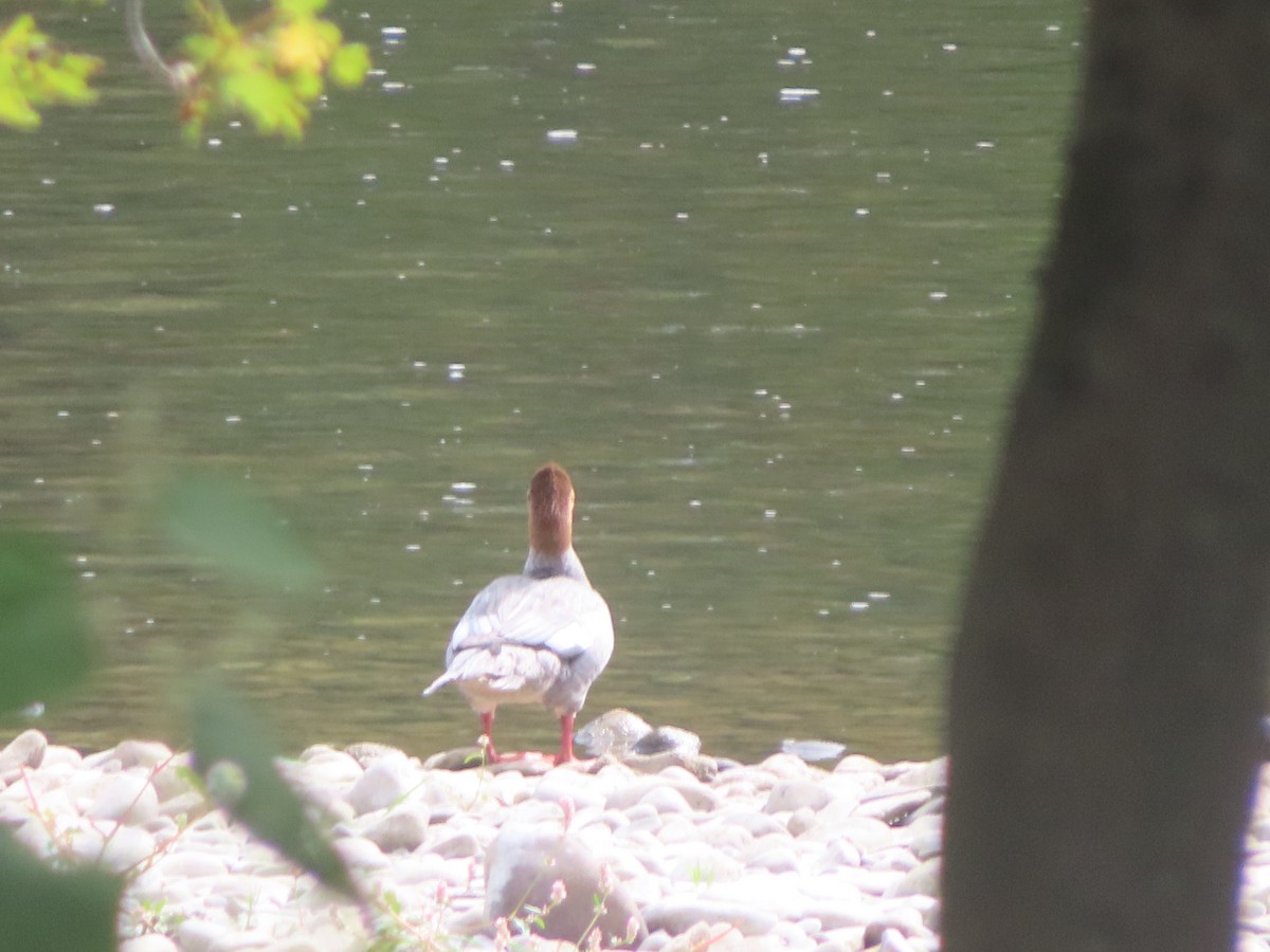 Common Merganser - ML642068372