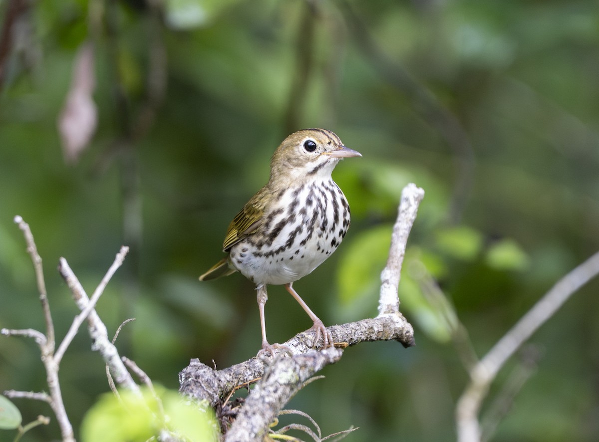 Ovenbird - ML642068375