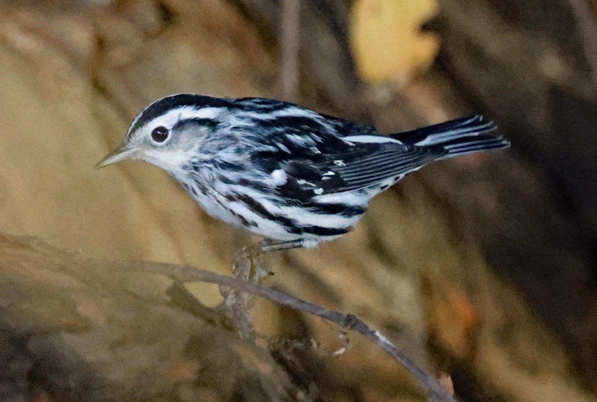 Black-and-white Warbler - ML642068376