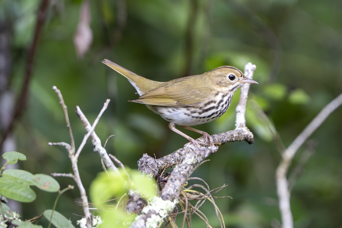 Ovenbird - ML642068379
