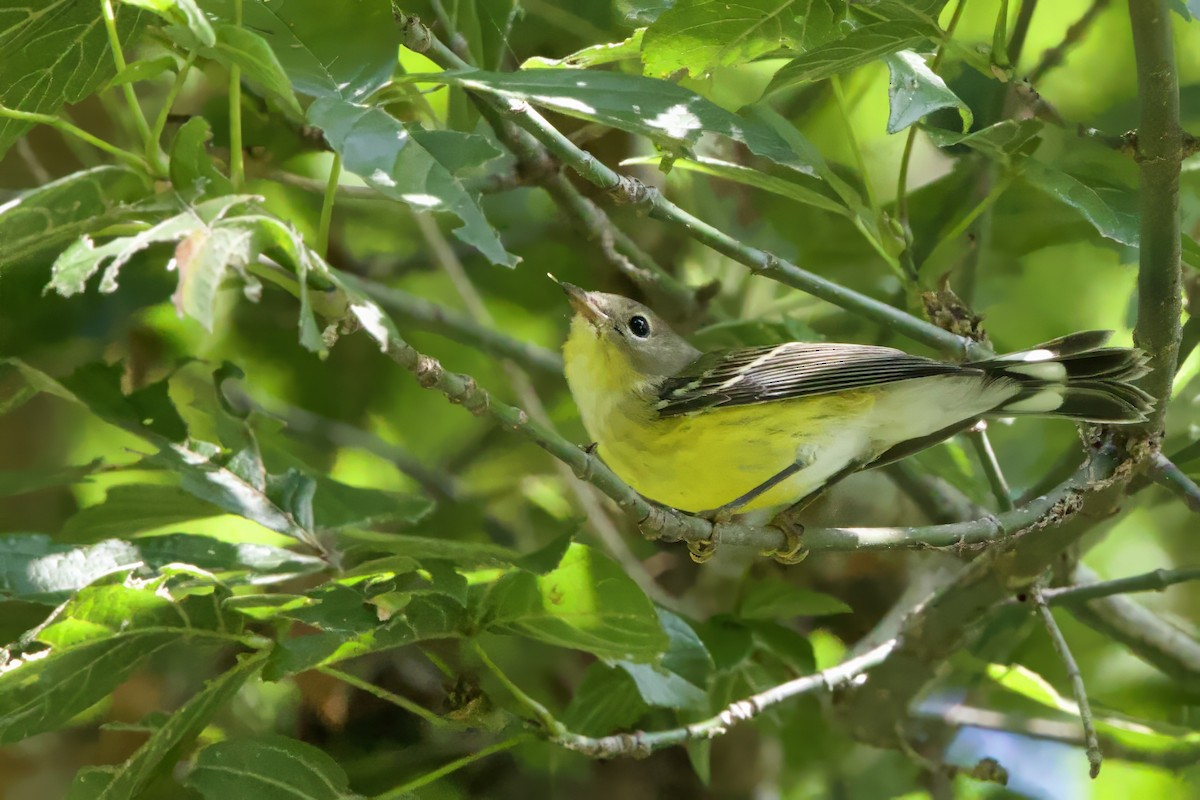 Magnolia Warbler - ML642068380