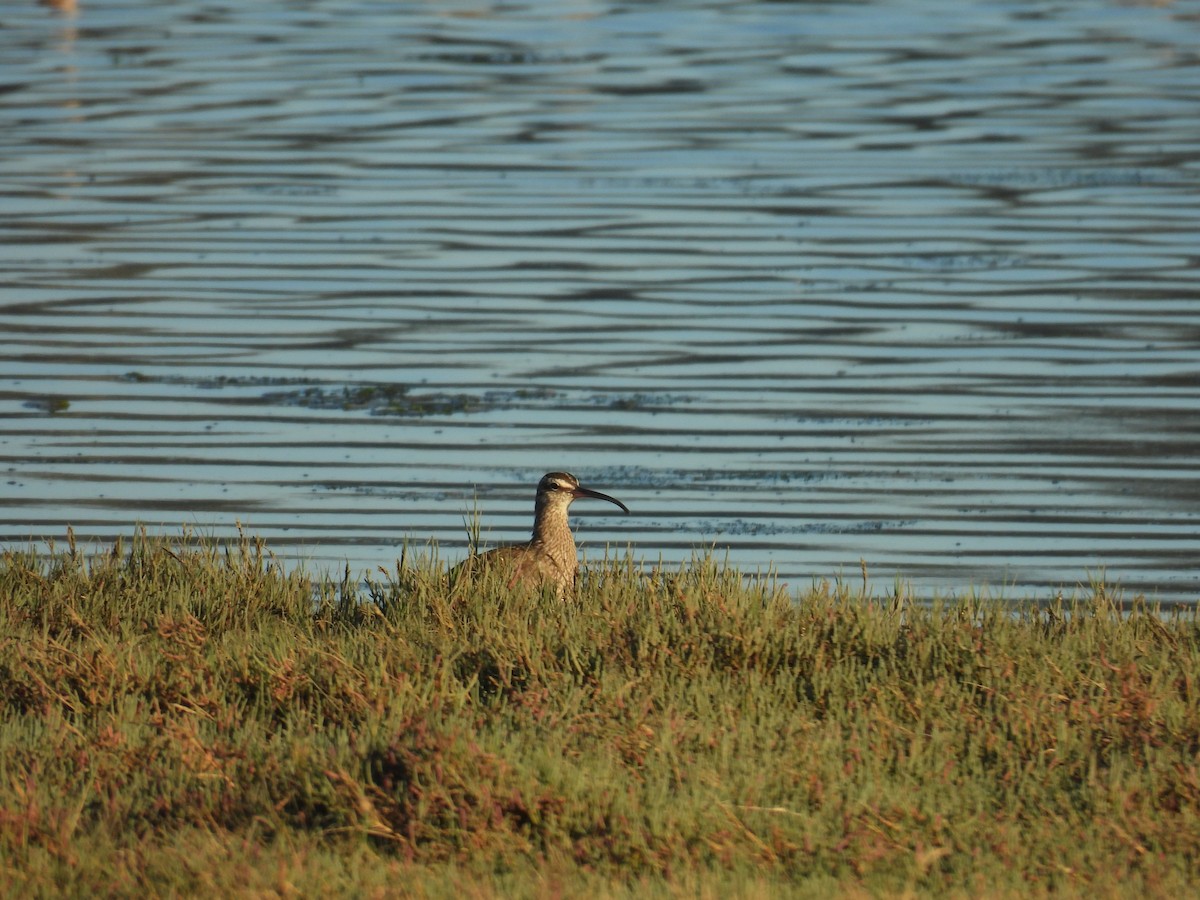 Whimbrel - ML642068381