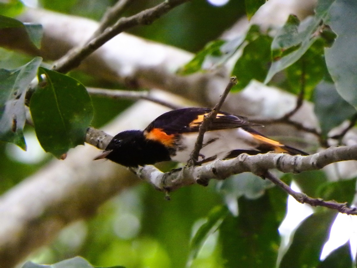 American Redstart - ML642068382