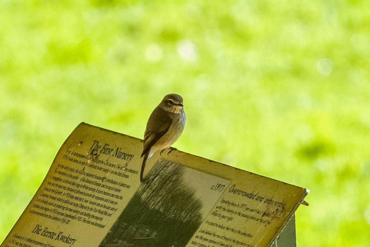 African Dusky Flycatcher - ML642068383