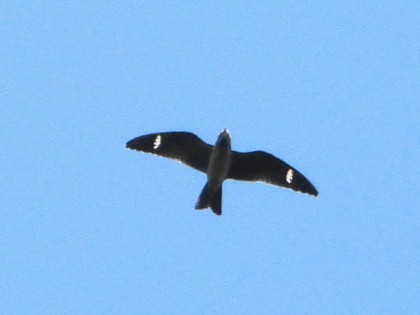 Common Nighthawk - ML642068384