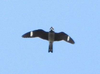 Common Nighthawk - ML642068385