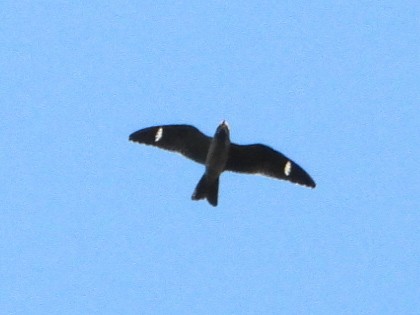 Common Nighthawk - ML642068386