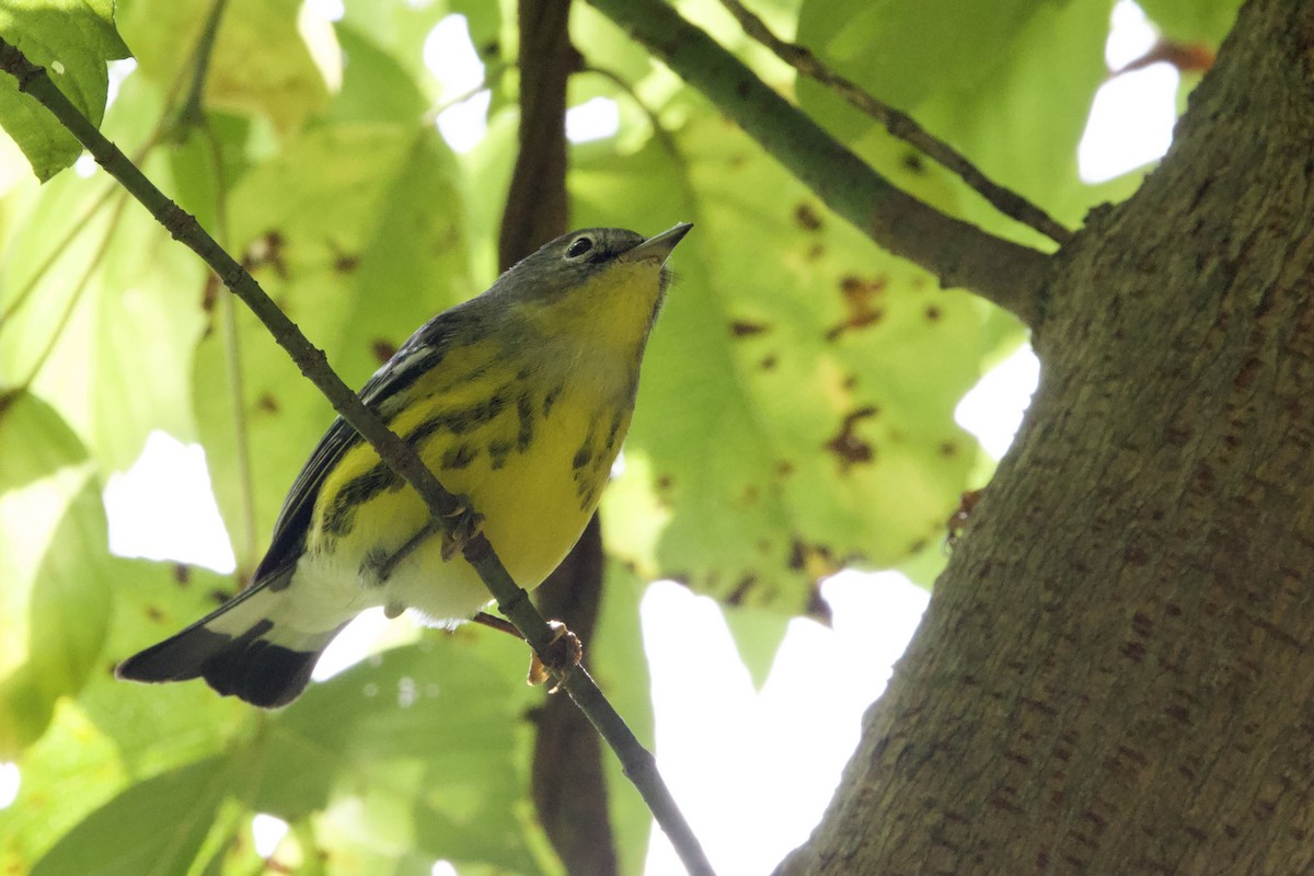 Magnolia Warbler - ML642068387