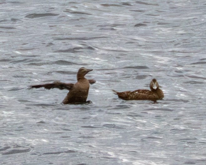 Common Eider - ML642068388