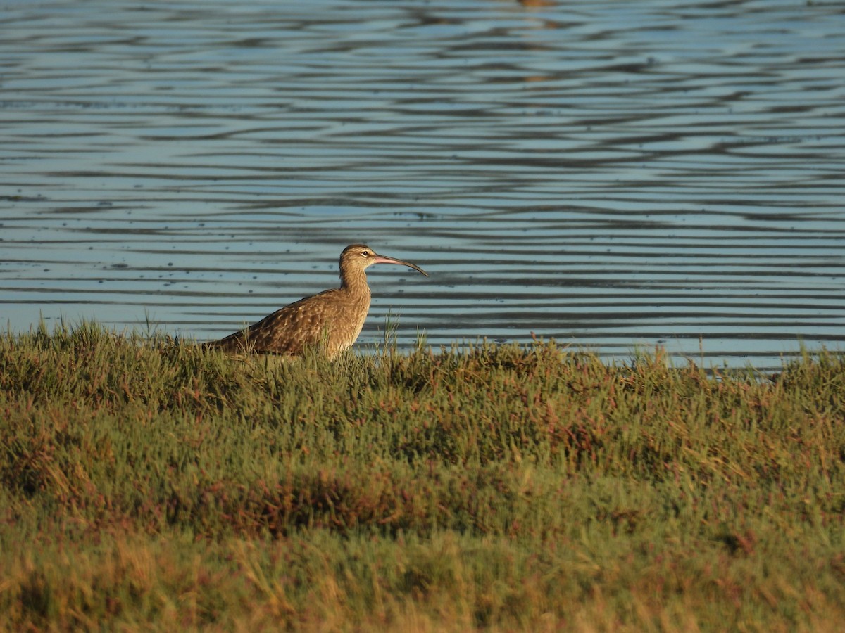Whimbrel - ML642068389