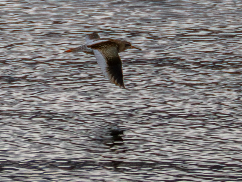 Common Redshank - ML642068391