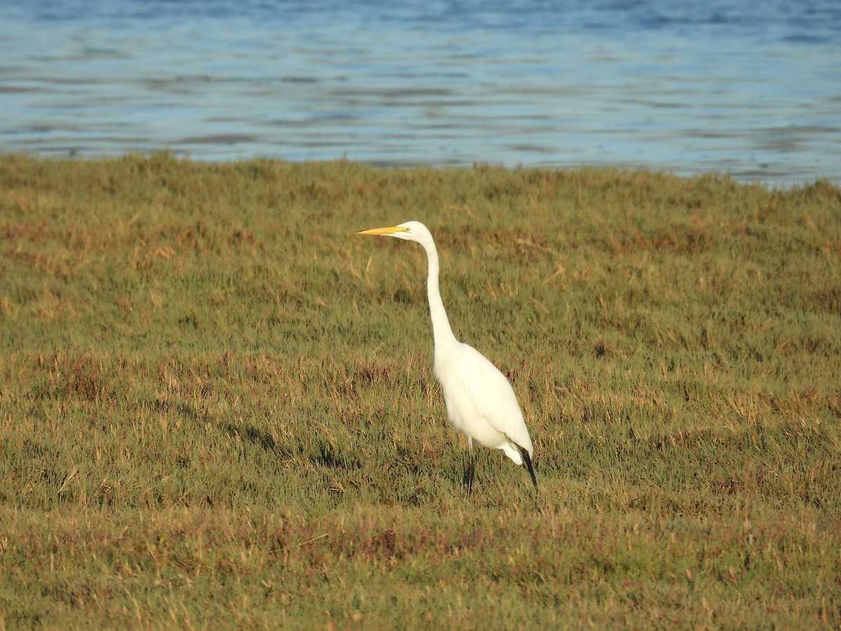 Цасч дэглий - ML642068409