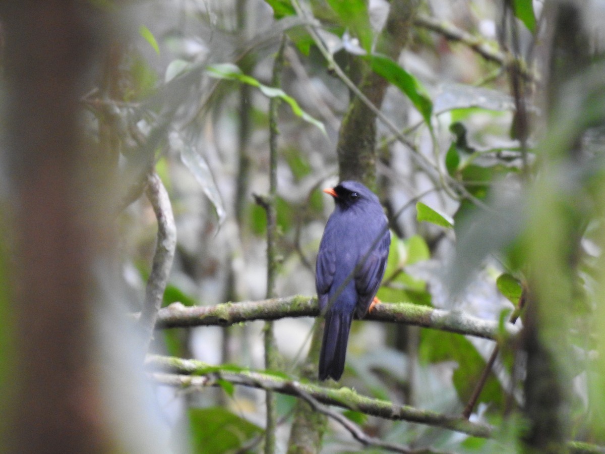Black-faced Solitaire - ML642068414