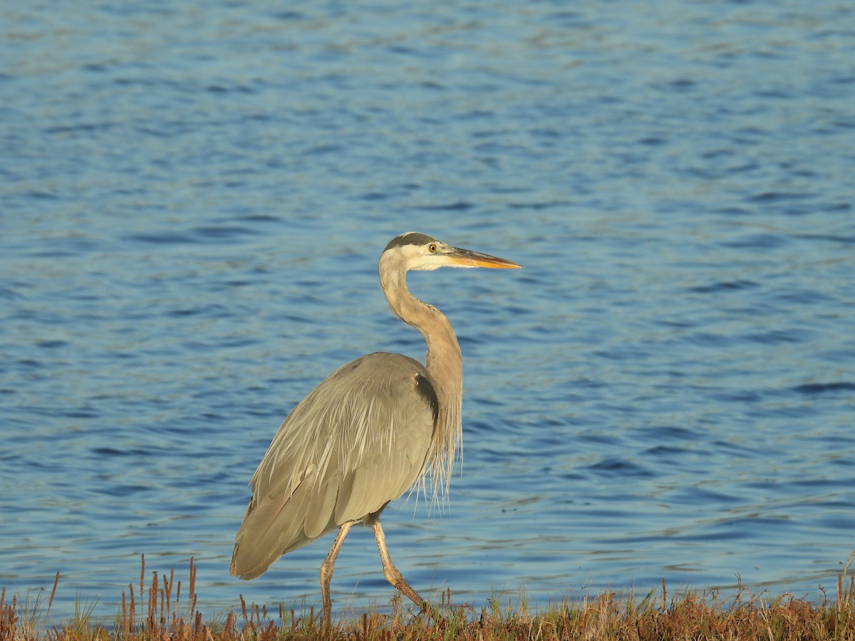 Great Blue Heron - ML642068415