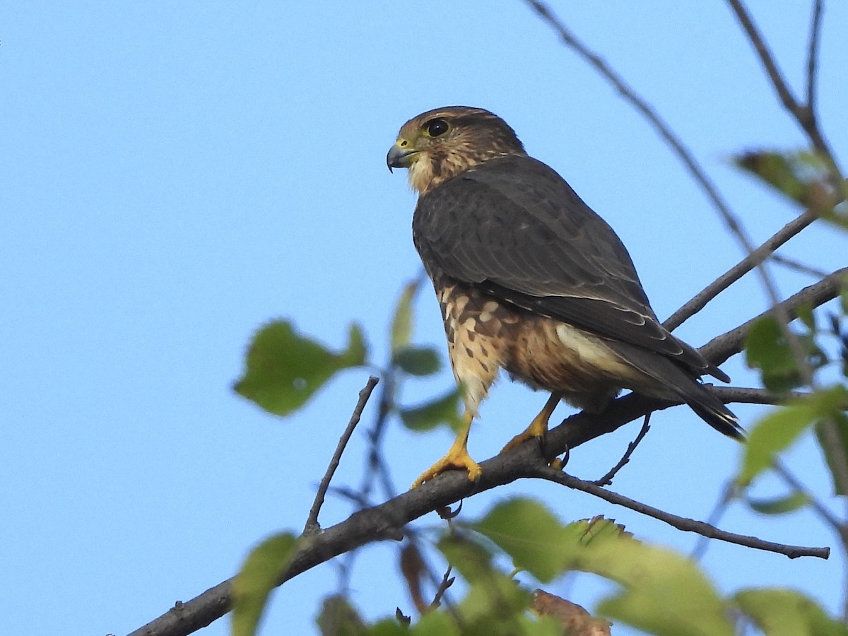 Merlin - ML642068418