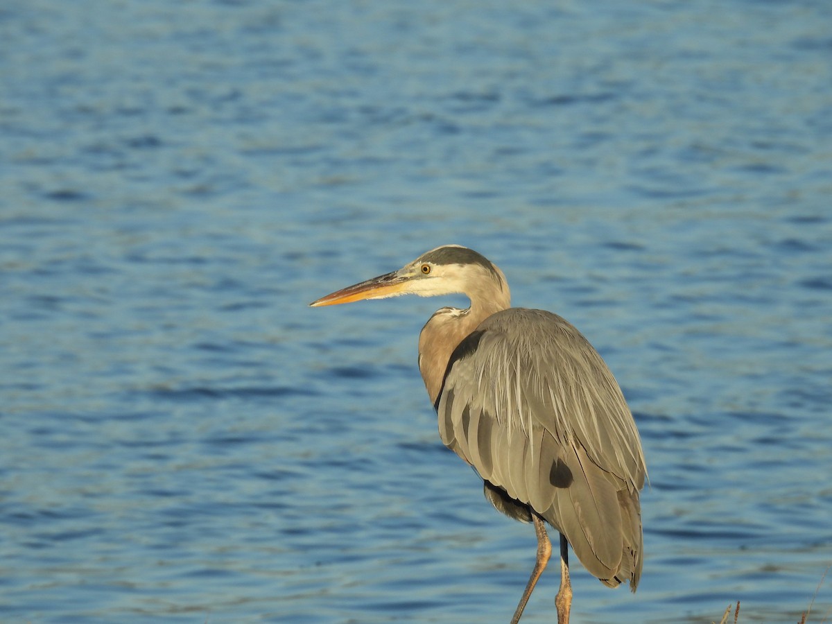 Great Blue Heron - ML642068422
