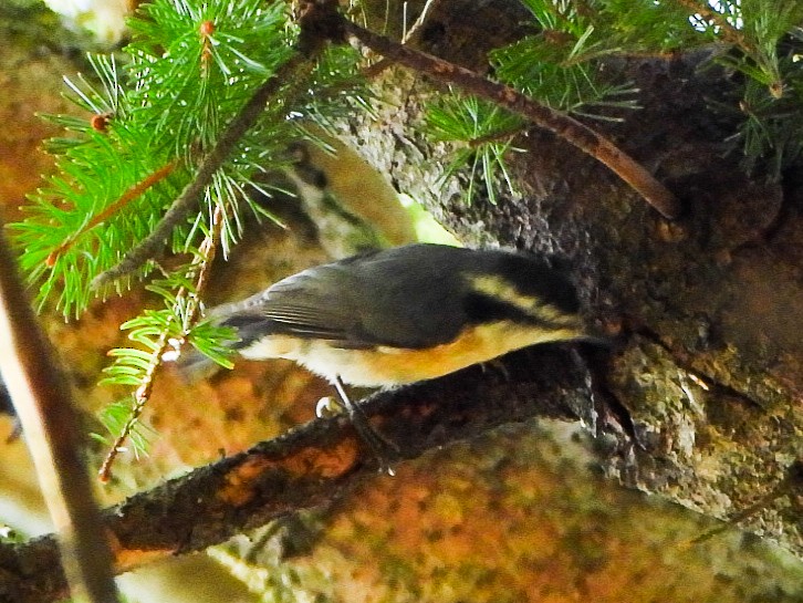 Red-breasted Nuthatch - ML642068424